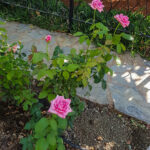 Roses at Garden of Villa Maria Kas