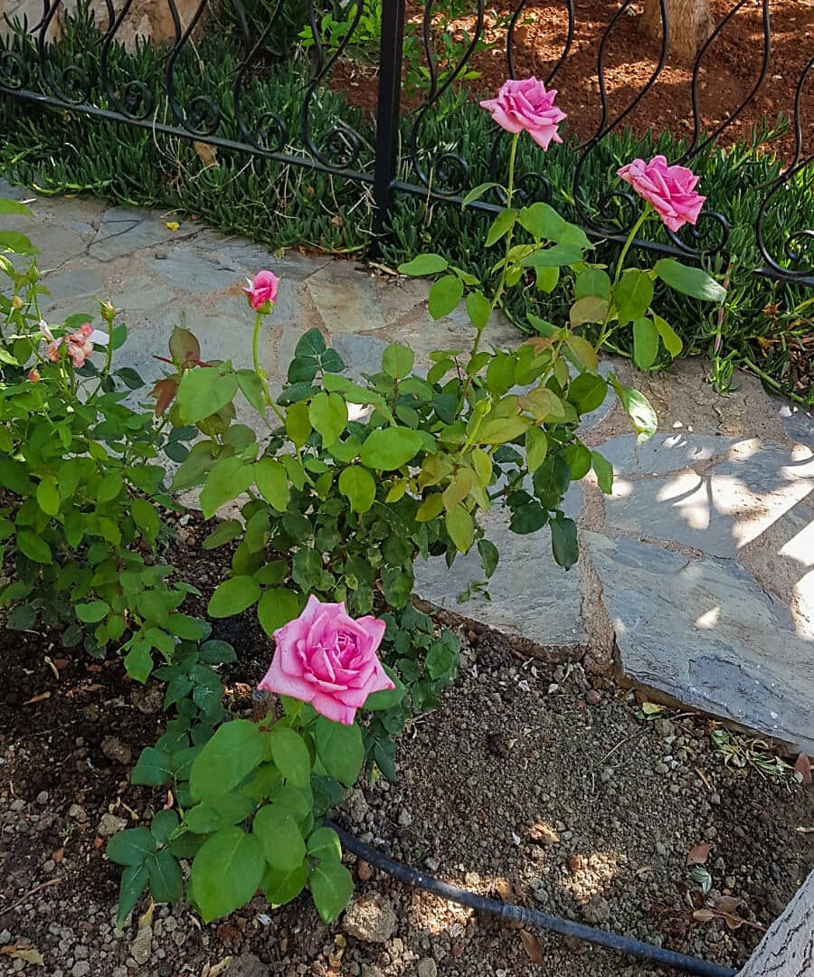 Roses at Garden of Villa Maria Kas